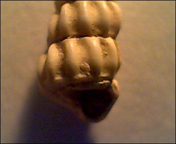 Gasteropode da Id, pleistocene 2